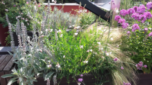 La fioreria  Una fioriera realizzata con graminacee e piante perenni nel pieno della fioritura.