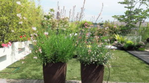 Il terrazzoUno spazio adibito a solarium circondato, da piante e fiori. In primo piano due vasi con delle gaure bianche.