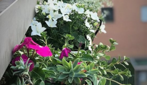 Il balcone  Le classiche vaschette da balcone posizionate in continuo, con le piante giuste, decorano l’intero parapetto.